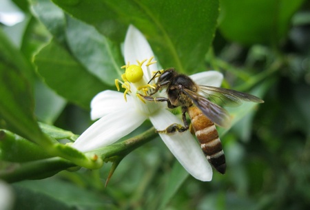 Pollinating agentの写真素材
