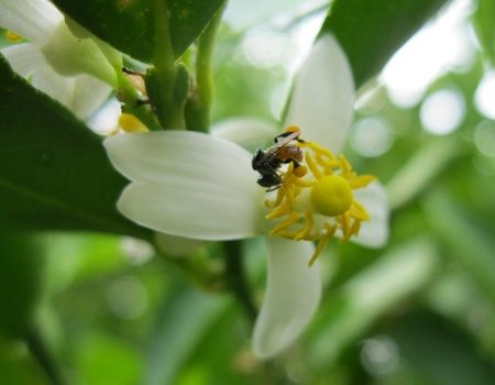 Small honey beeの写真素材