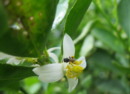 Small honey beeの写真素材