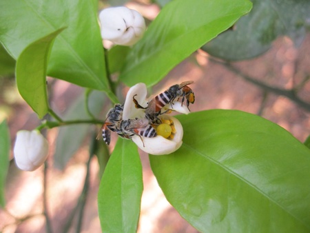 Honey beesの写真素材