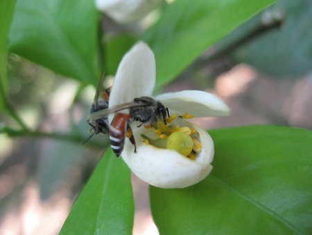 Honey beeの写真素材