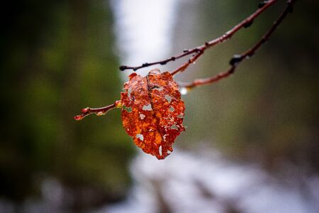 A single leaf on a cold winter morningの写真素材