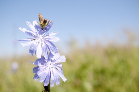 Chicory flowerの写真素材