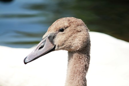 Head of cygnetの写真素材