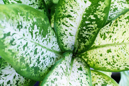 Flowerの写真素材