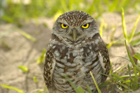 Florida burrowing owlの写真素材