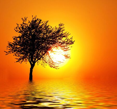 Sun setting through the branches of a lone tree