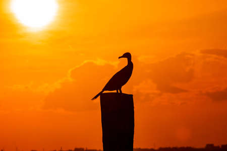Bird enjoying the amazing sunsetの写真素材