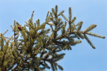 A fir of tree branchの写真素材