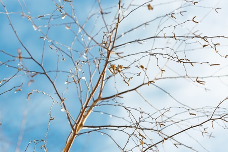 Birch branches under the snow in winter forest. Selective focusの写真素材