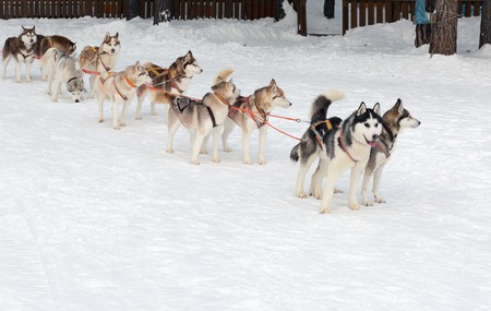 Husky sledge in a forest winter landscapeの写真素材