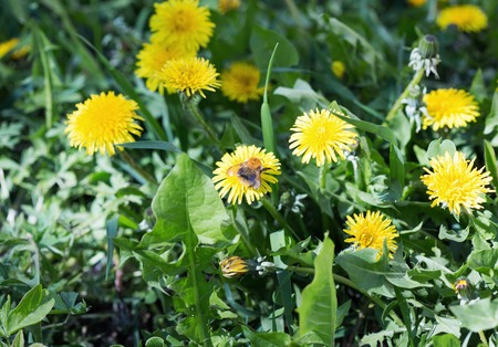 A bumble bee collecting pollen on yellow dandelion flowerの写真素材