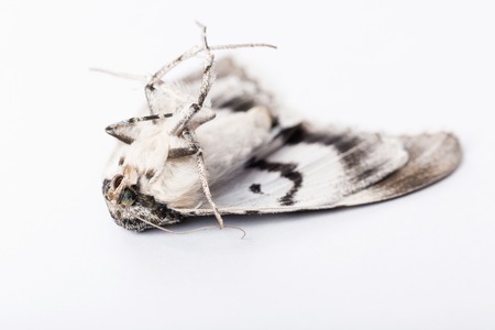A dead butterfly of silkworm on white background. Shallow dofの写真素材