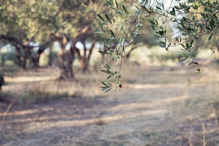 Olives on an olive tree branch. A detail closeup of green olives with selective focus and shallow depth of fieldの写真素材