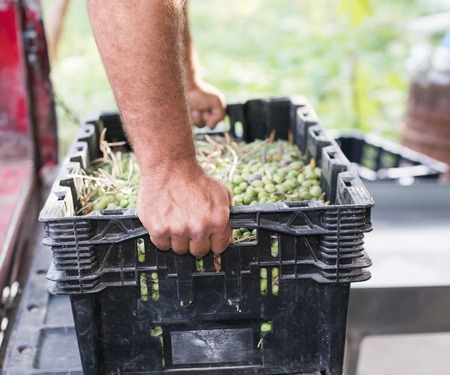 Male hands holding a box full of ripe olives. Selective focusの写真素材