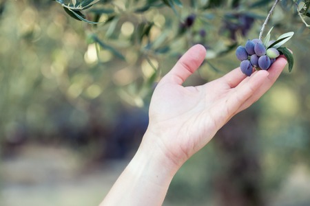 Hand with branch of ripe olives on olive treeの写真素材