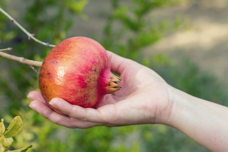 Female Hand Holding Pomegranate at harvestの写真素材