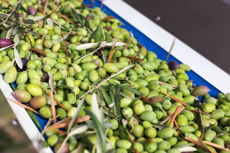 Conveyor belt with ripe olives on olive oil factory. Selective focusの写真素材