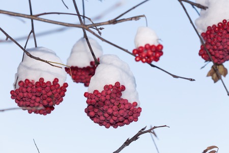 Frozen rowanberry under the first snow. Selective focus