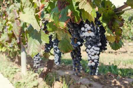 Vineyard harvest. Ripe grapes in fall
