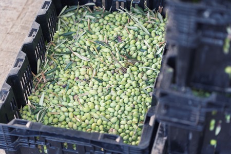 Ripe green olives collected in black boxの写真素材