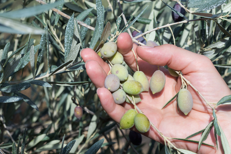 Hand holding a branch of green olivesの写真素材