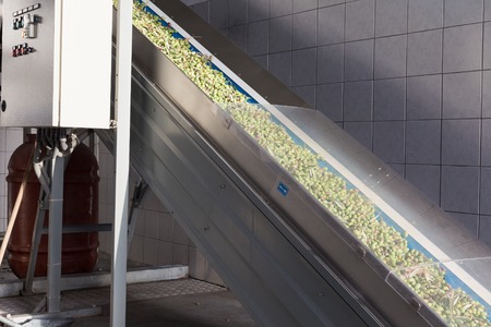 Conveyor belt on olive oil factory
