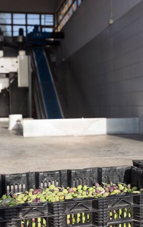 Ripe olives in boxes and a conveyor belt on olive oil factory on the back groundの写真素材