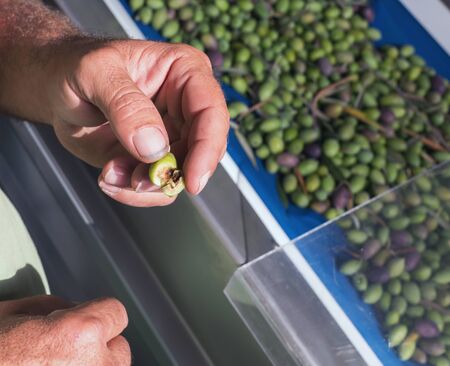 Ripe olives on conveyor belt on olive oil factoryの写真素材