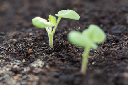 Green sprouts growing out from soilの写真素材