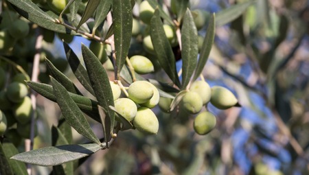 Olives on an olive tree branchの写真素材