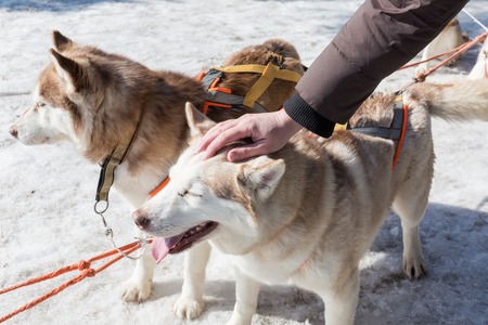 Male hand stroking husky dogの写真素材