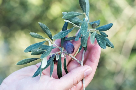 Hand holding a branch of olivesの写真素材