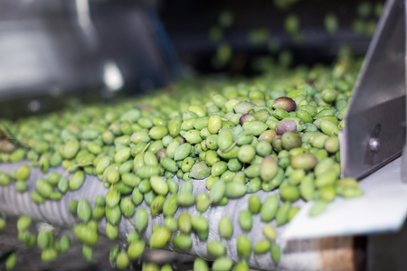 The process of olive washing in a modern oil millの写真素材