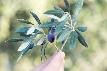 Hand holding a branch of olivesの写真素材