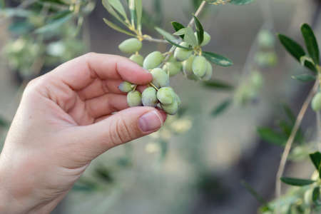 Hand holding a branch of green olivesの写真素材