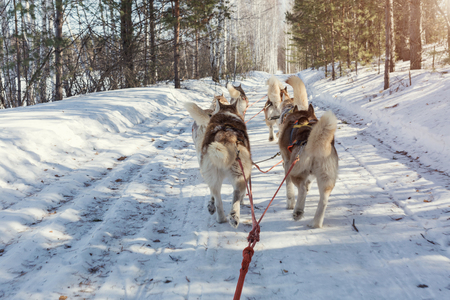 Husky sledge ride in winter forest landscapeの写真素材