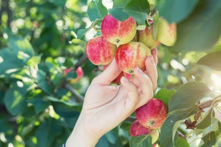 A woman hand picking a red ripe apple from the apple treeの写真素材