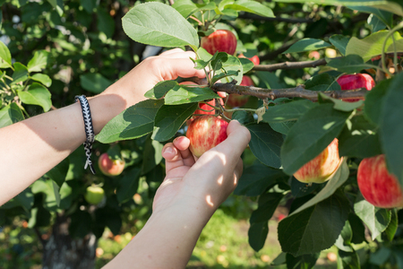 A woman's hand picking a red ripe apple from the apple treeの写真素材