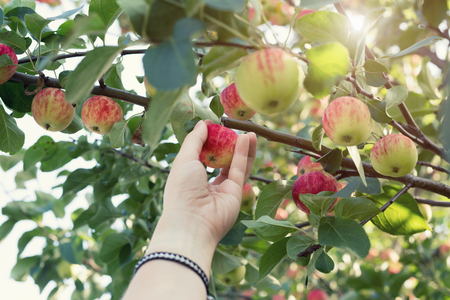 A woman hand picking a red ripe apple from the apple treeの写真素材