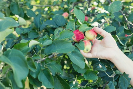 A woman hand picking a red ripe apple from the apple treeの写真素材