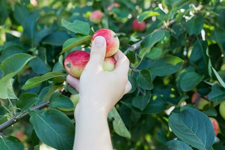 A woman hand picking a red ripe apple from the apple treeの写真素材