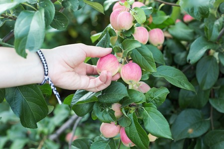 A woman hand picking a red ripe apple from the apple treeの写真素材