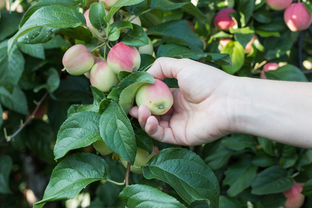 A woman hand picking a red ripe apple from the apple treeの写真素材