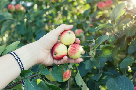 A woman hand picking a red ripe apple from the apple treeの写真素材