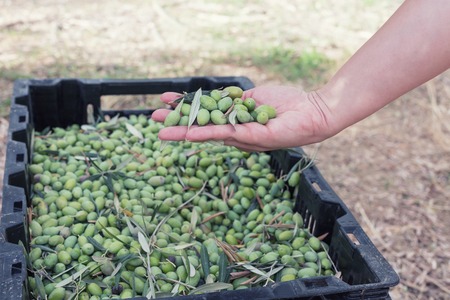 Hand sorting out collected green olivesの写真素材