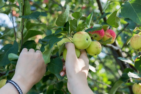 A woman hand picking a red ripe apple from the apple treeの写真素材