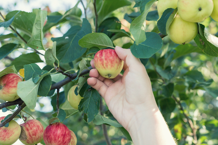 A woman hand picking a red ripe apple from the apple treeの写真素材