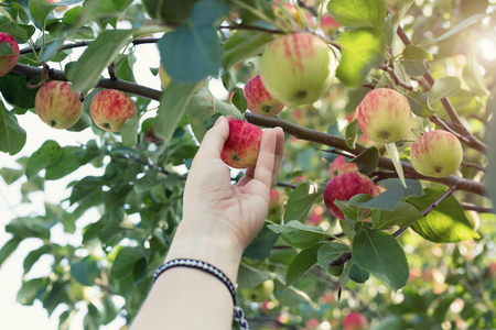 A woman hand picking a red ripe apple from the apple treeの写真素材