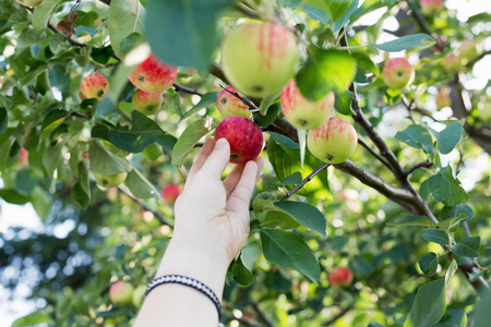 A woman hand picking a red ripe apple from the apple treeの写真素材